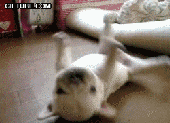 1.gif